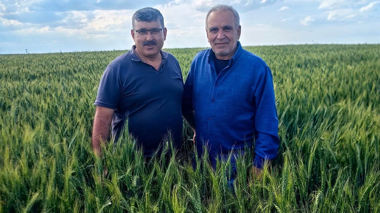 Karapınar'da arpa ve buğday tarlalarında yatma problemi!