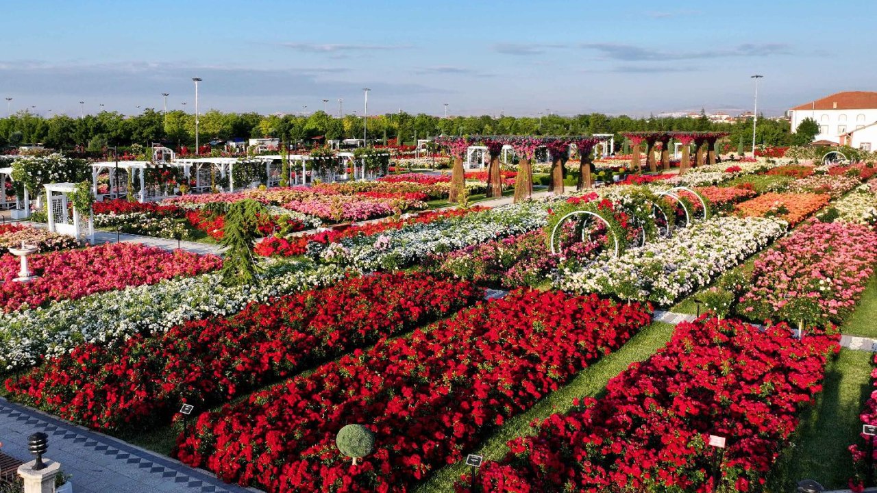 Konya’da gül mevsimi büyülüyor! 190 çeşit gülün açtığı park ilgi odağı oldu!