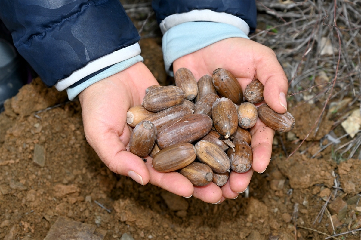 Seydişehir’de 15 Bin Meşe Palamudu Toprakla Buluştu