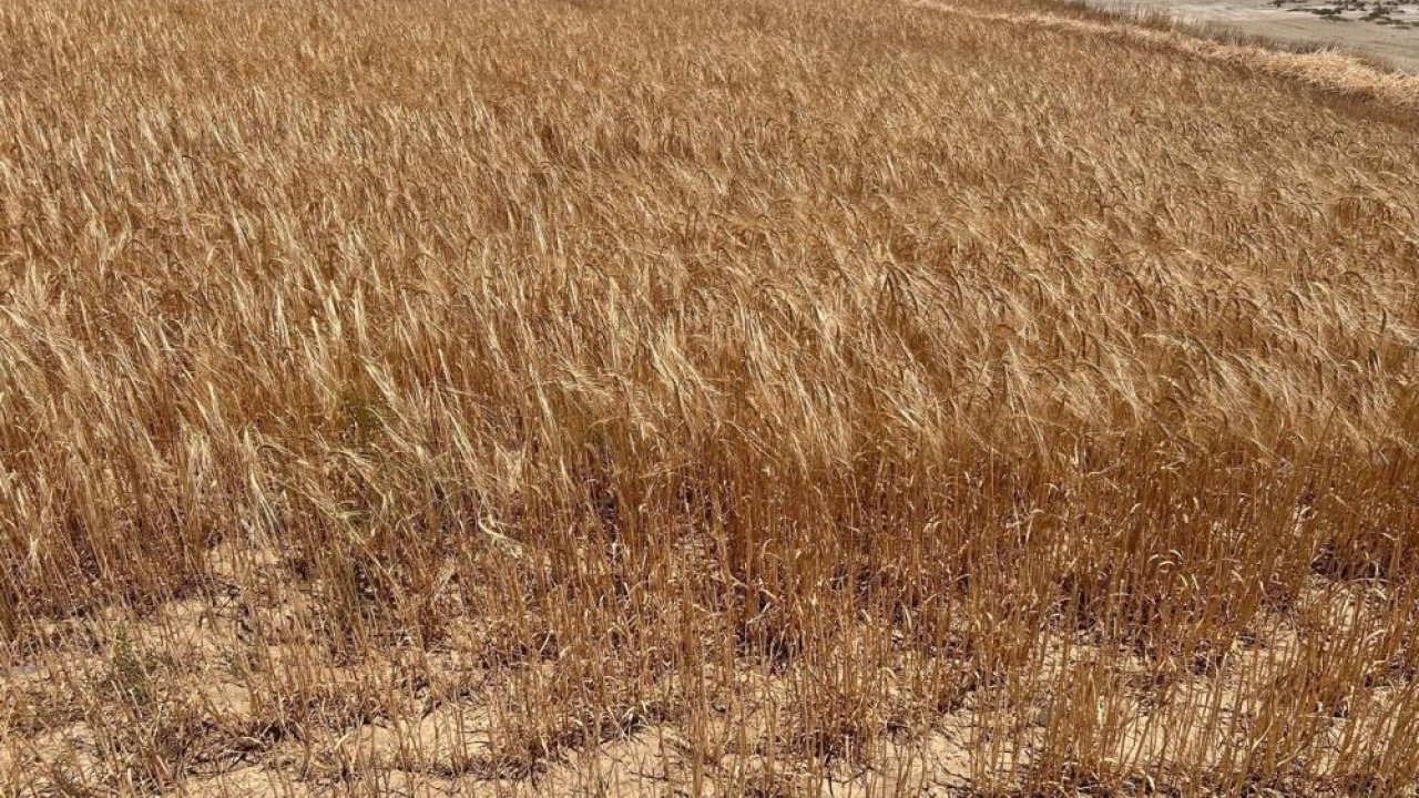 Konya’da hasat sezonu açıldı: Dekarda 500 kilograma yakın verim