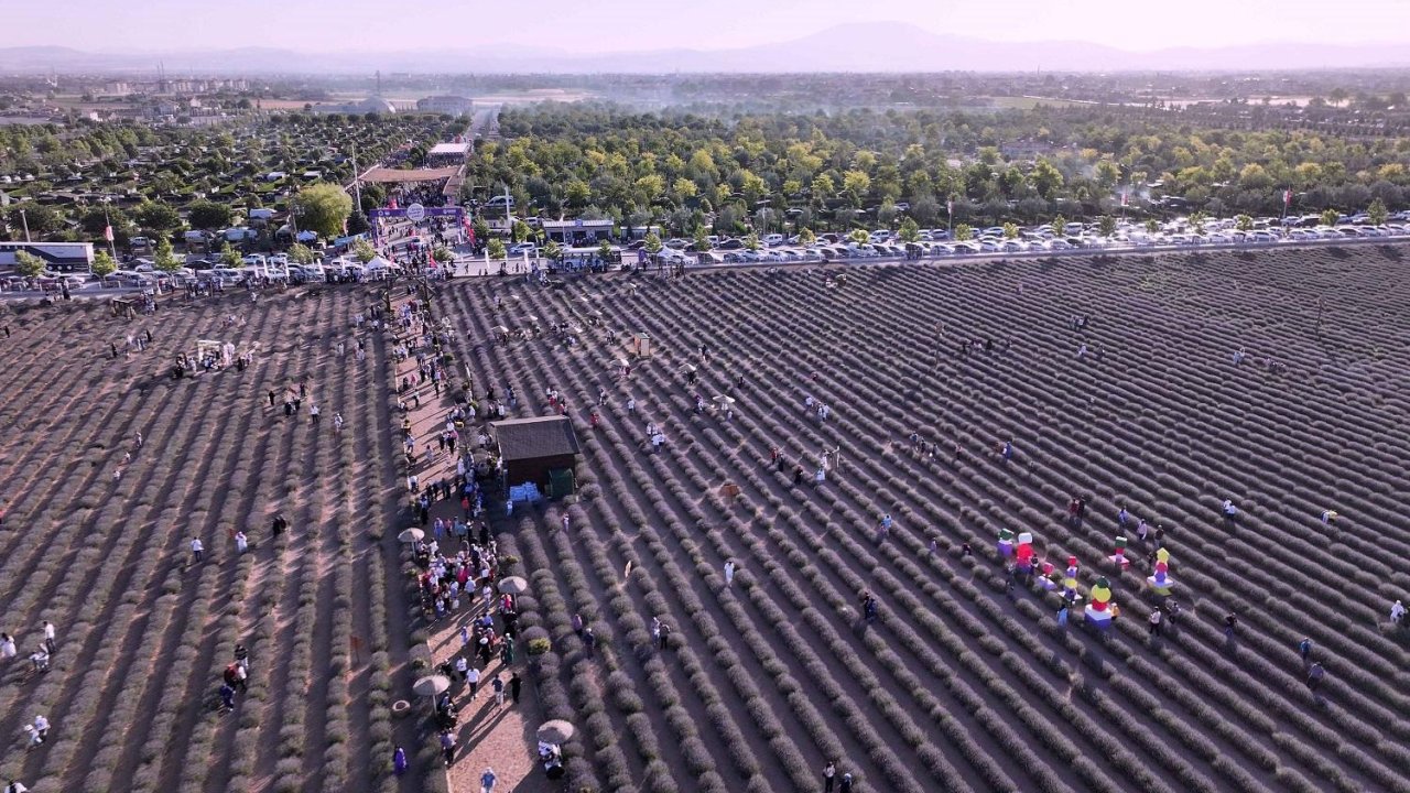 Konya mor renklere bürünüyor! Lavanta festivali için ücretsiz servis müjdesi!