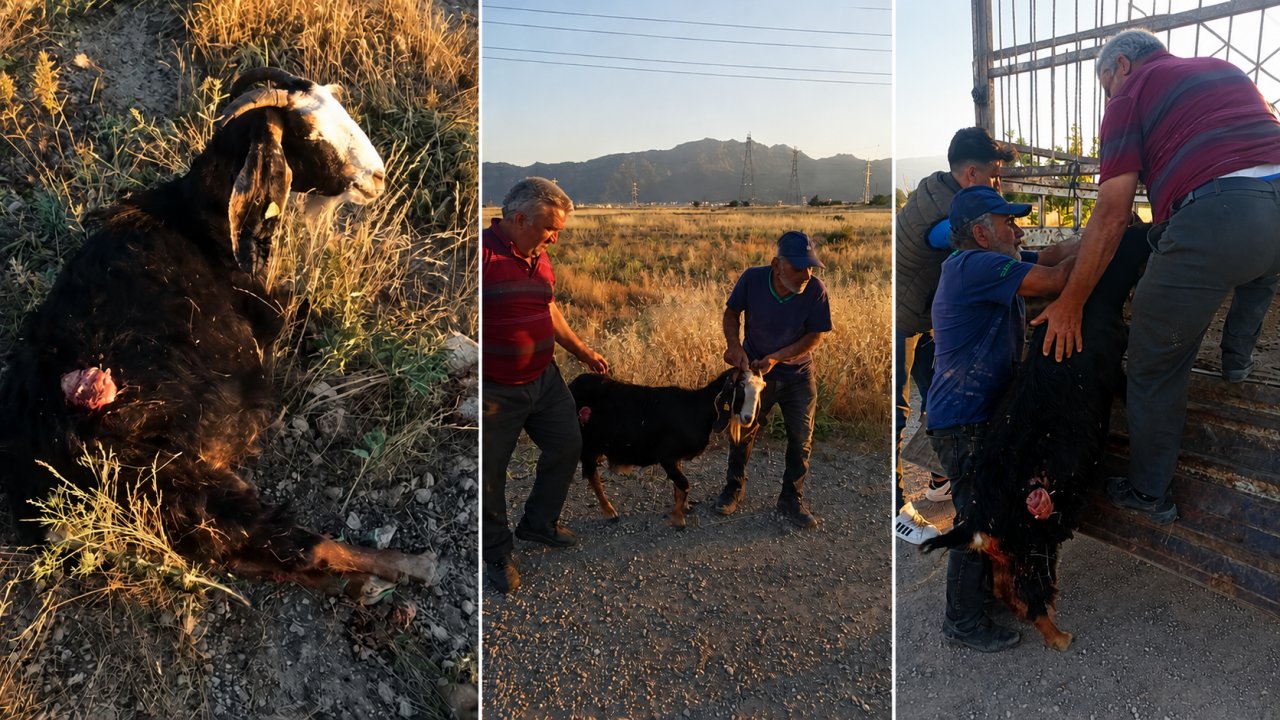 Konya'da dehşet anları: Sokak köpekleri keçiyi parçaladı