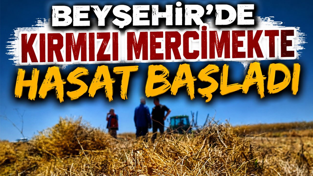 Beyşehir’de kırmızı mercimekte hasat başladı!