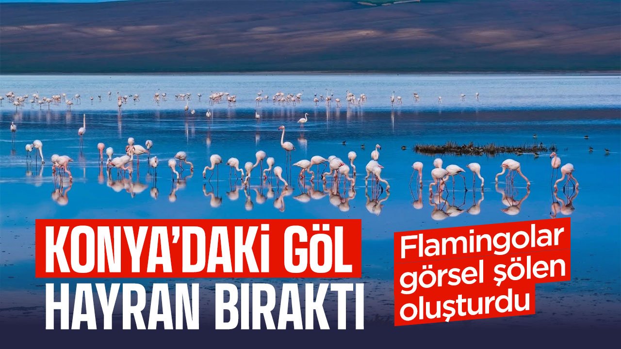 Konya'daki göl hayran bıraktı: Flamingolardan görsel şölen