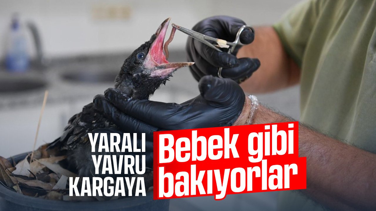 Yaralı yavru kargaya bebek gibi bakıyorlar