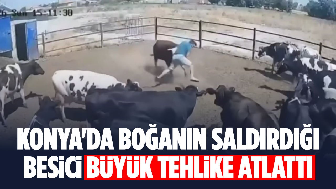 Adres Konya: Boğanın saldırdığı besici büyük tehlike atlattı