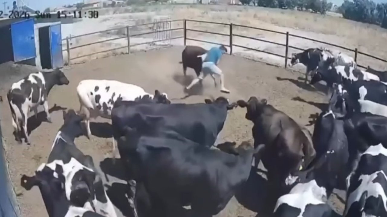 Konya'da boğanın saldırdığı besici büyük tehlike atlattı, o anlar kamerada!