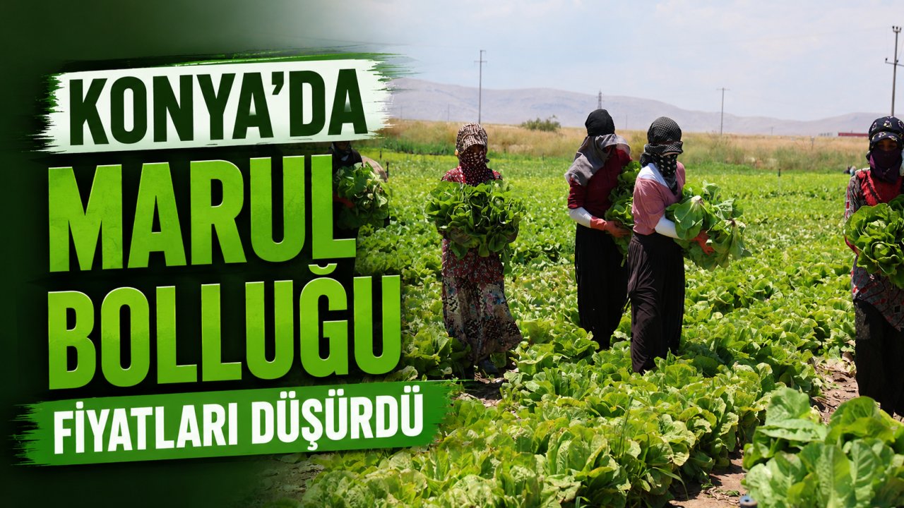 Konya'da marul bolluğu fiyatları düşürdü