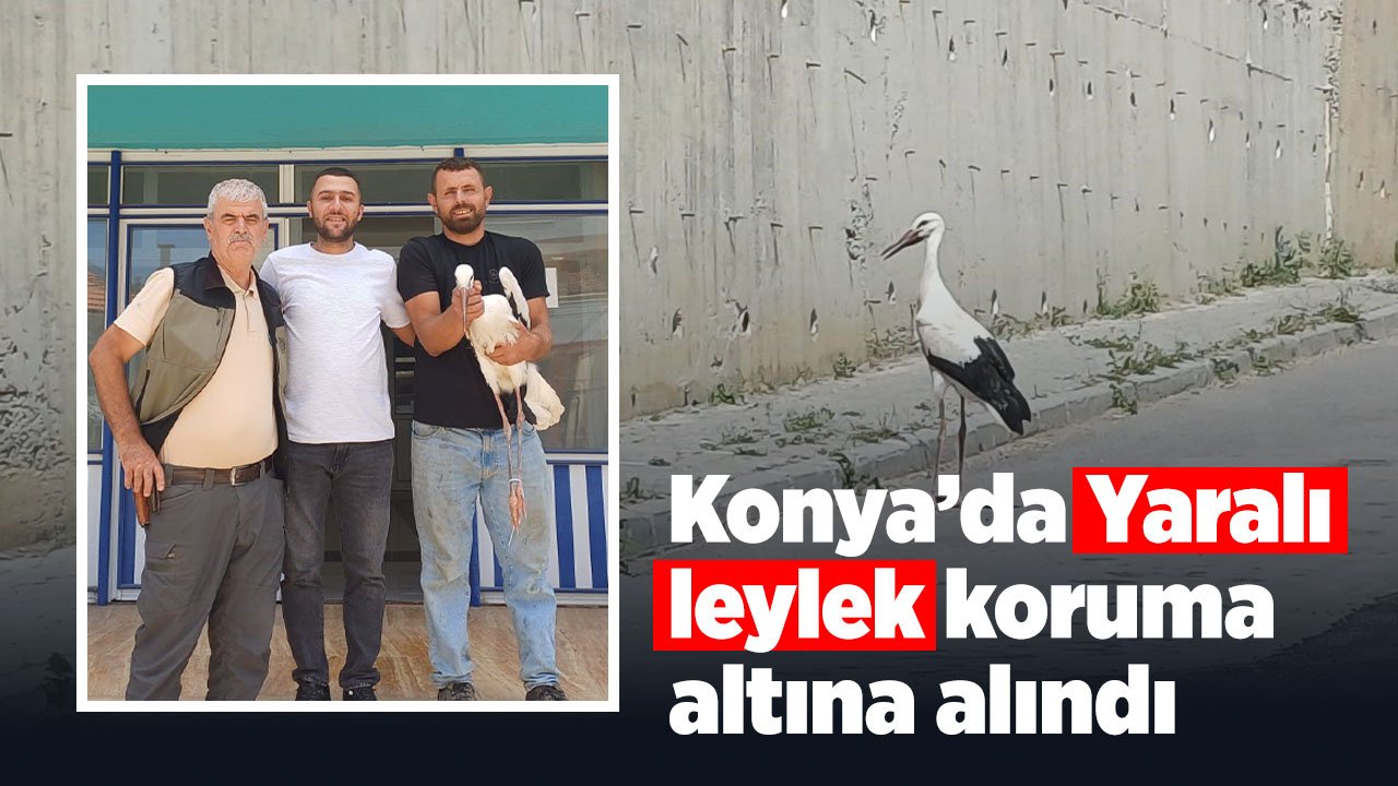 Konya'da yaralı leylek koruma altına alındı