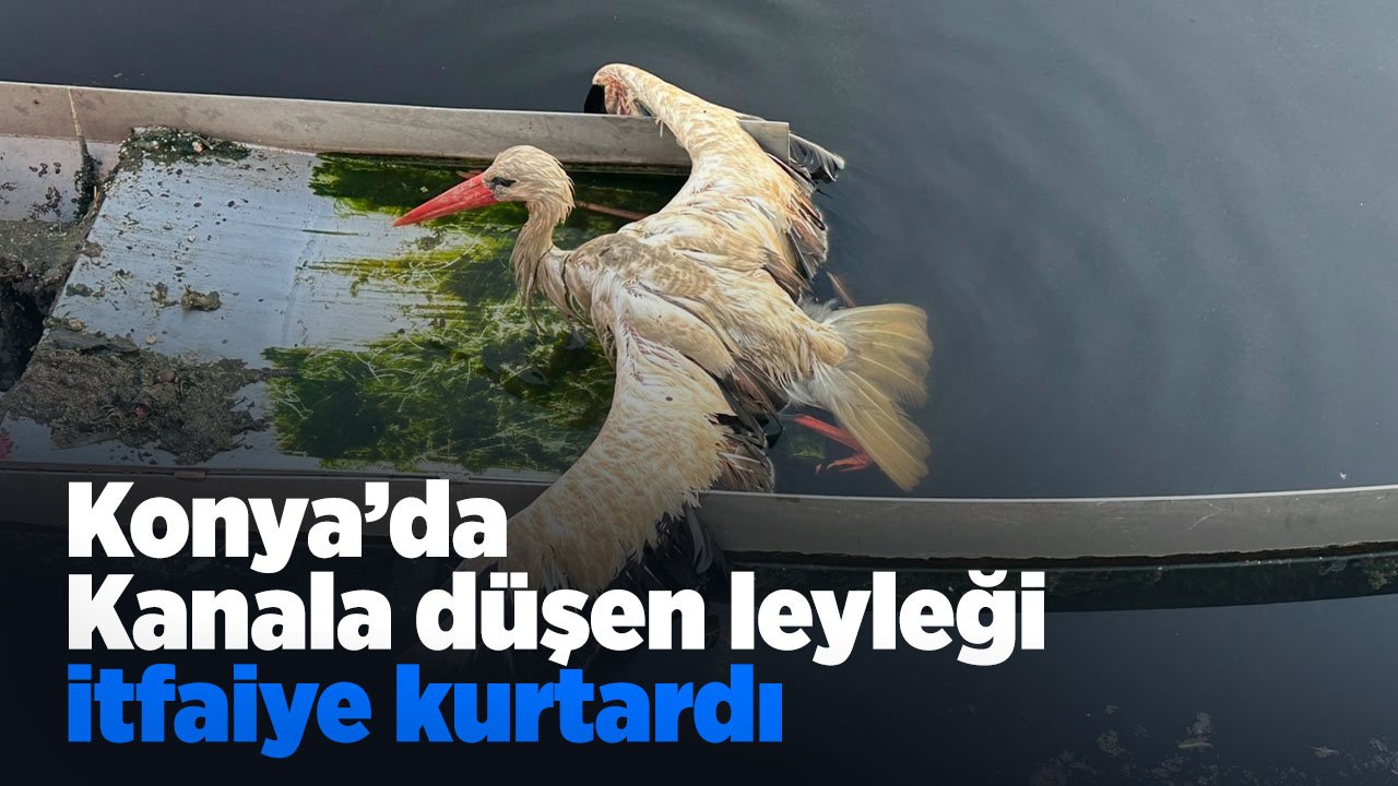 Konya'da kanala düşen leyleği itfaiye kurtardı