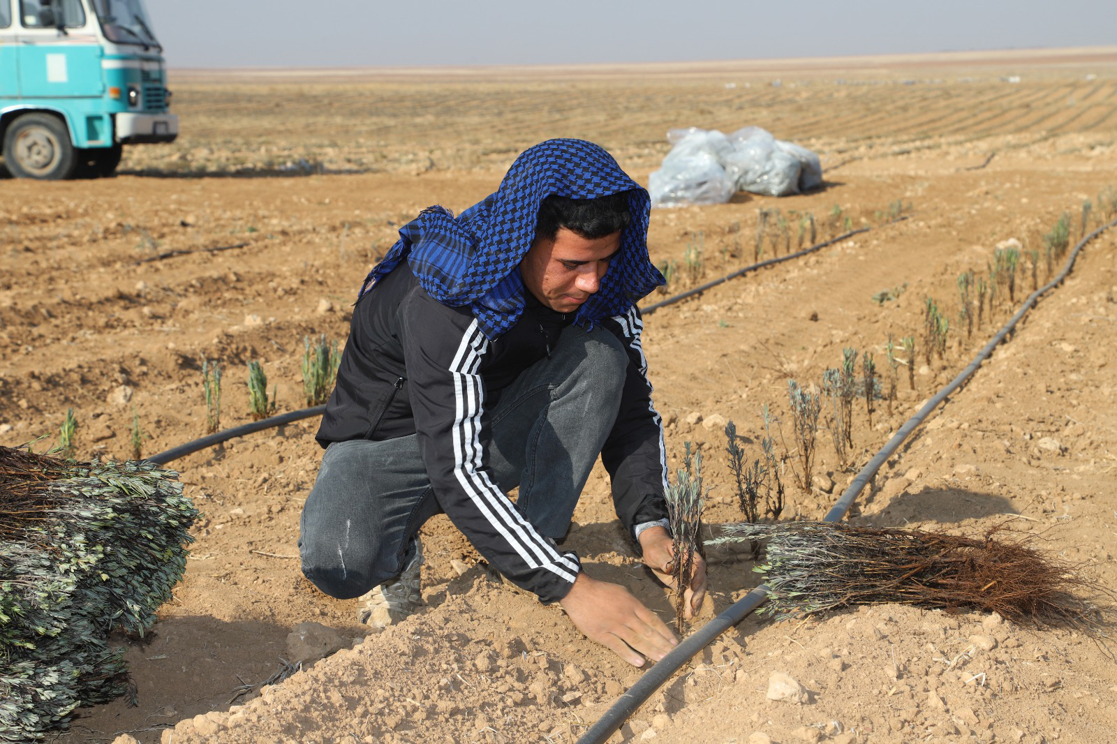 Konya Büyükşehir’in Üreticiye Lavanta Fidesi Desteği Sürüyor