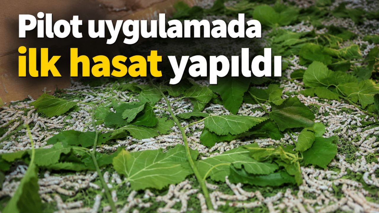 Pilot uygulamada ilk hasat yapıldı!