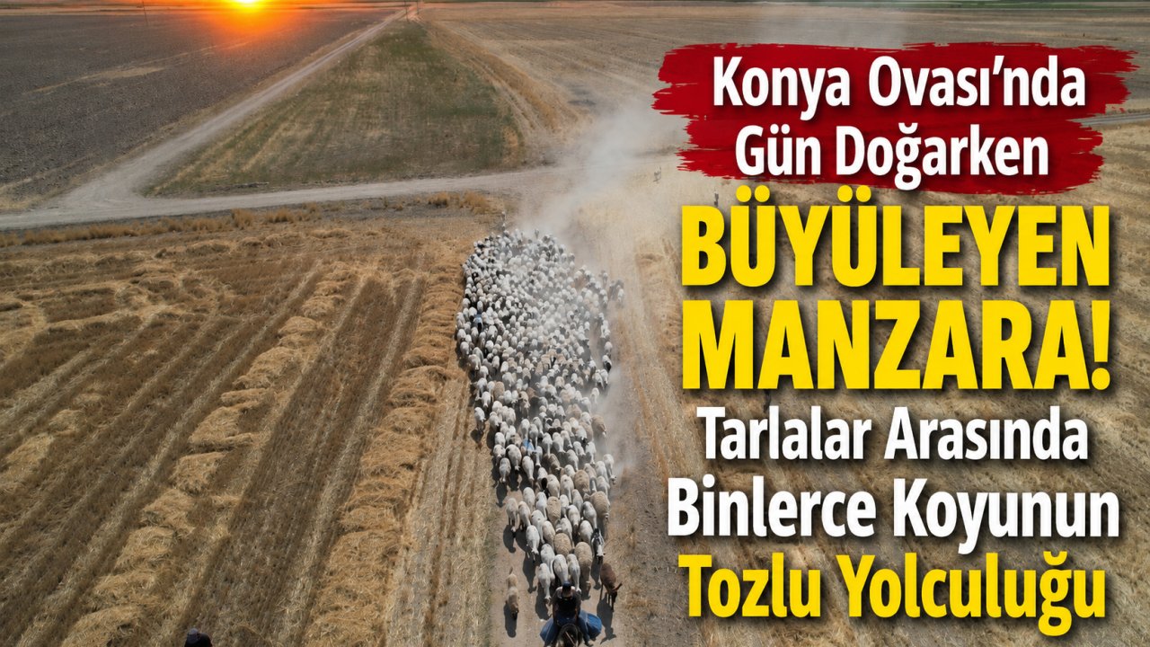Konya Ovası'nda Gün Doğarken Büyüleyen Manzara! Tarlalar Arasında Binlerce Koyunun Tozlu Yolculuğu