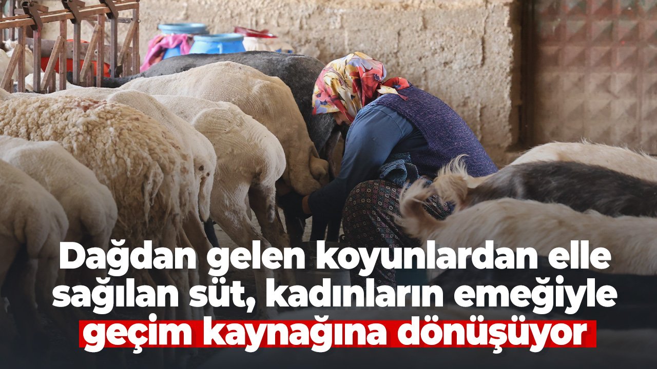 Konya Kırsalında Kadın Emeğiyle Hayat Bulan Asırlık Lezzet: Koyun Peyniri