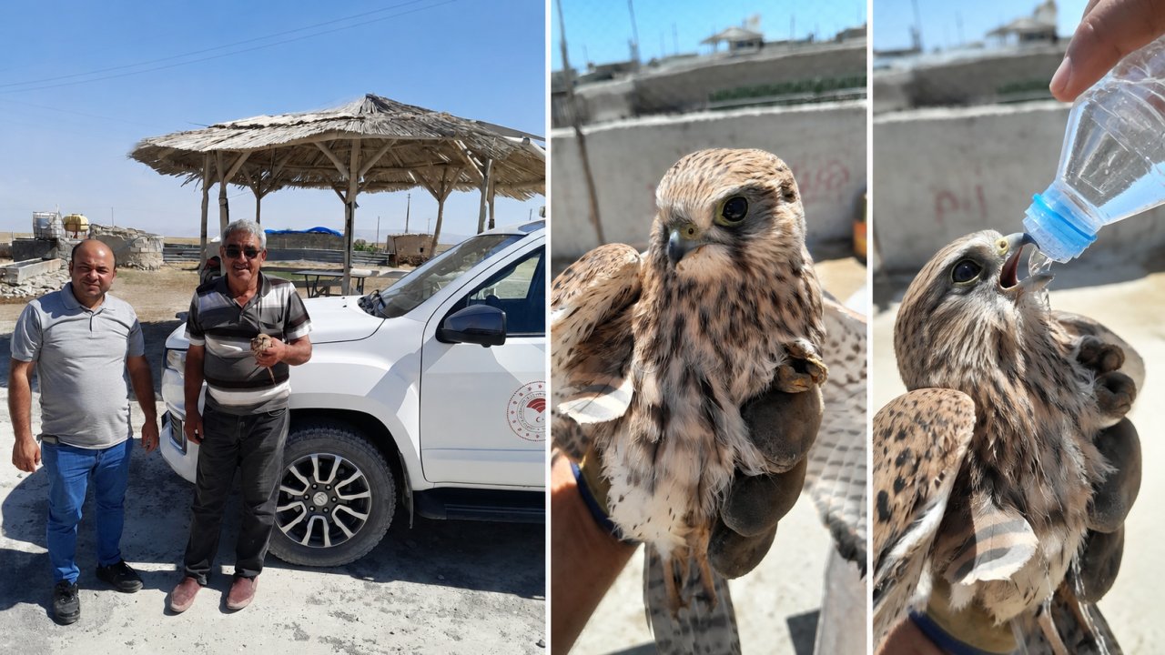 Kanadından yaralanan kızıl şahin, duyarlı çiftçinin dikkatiyle kurtuldu