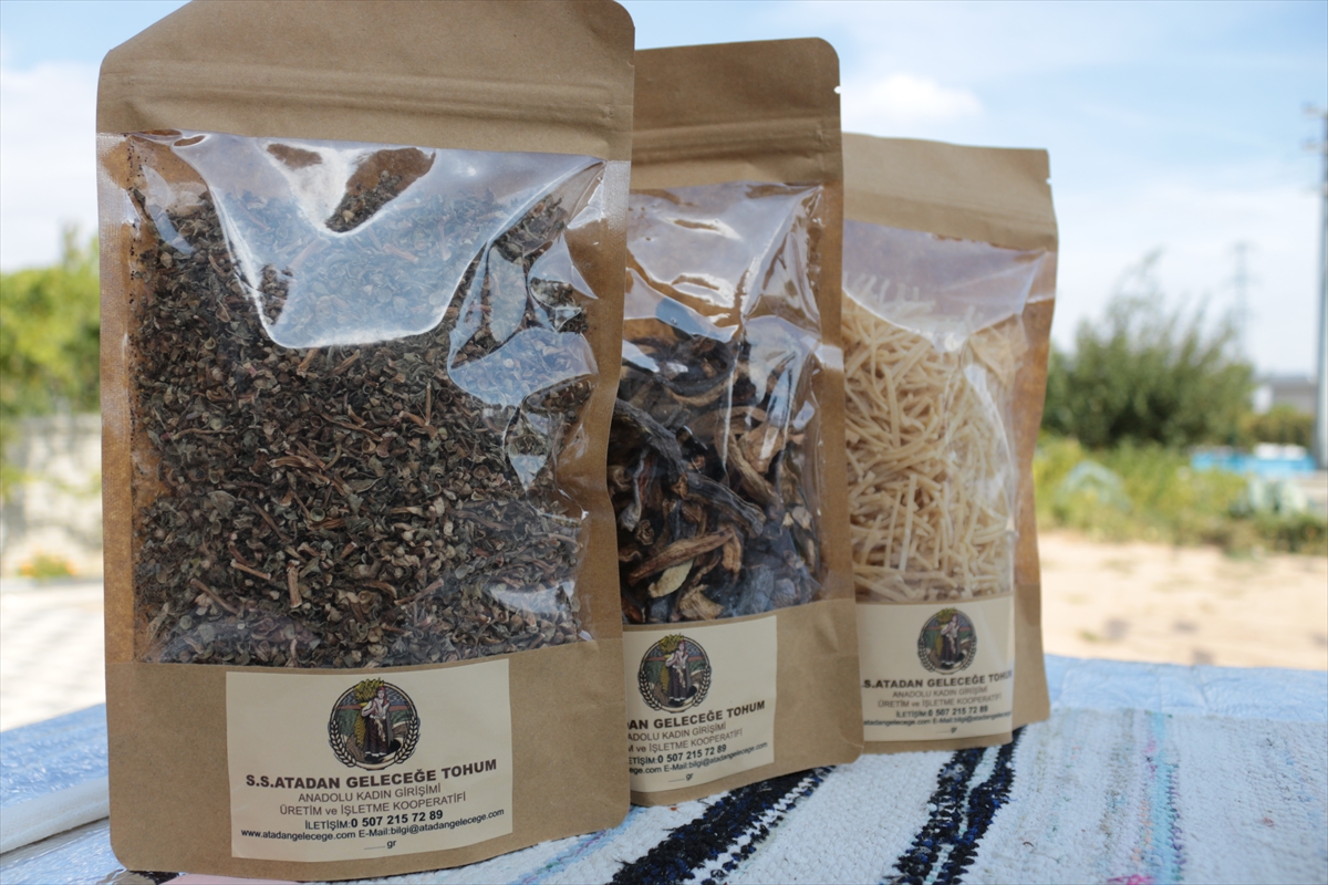 Evinin Bahçesinde "Ata Tohumu" Yetiştiren Kadın Girişimci Kooperatif Kurdu