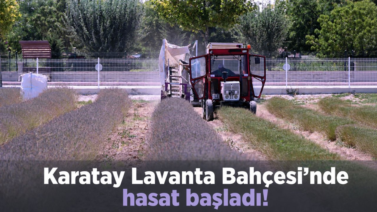 Karatay Lavanta Bahçesi'nde hasat başladı!
