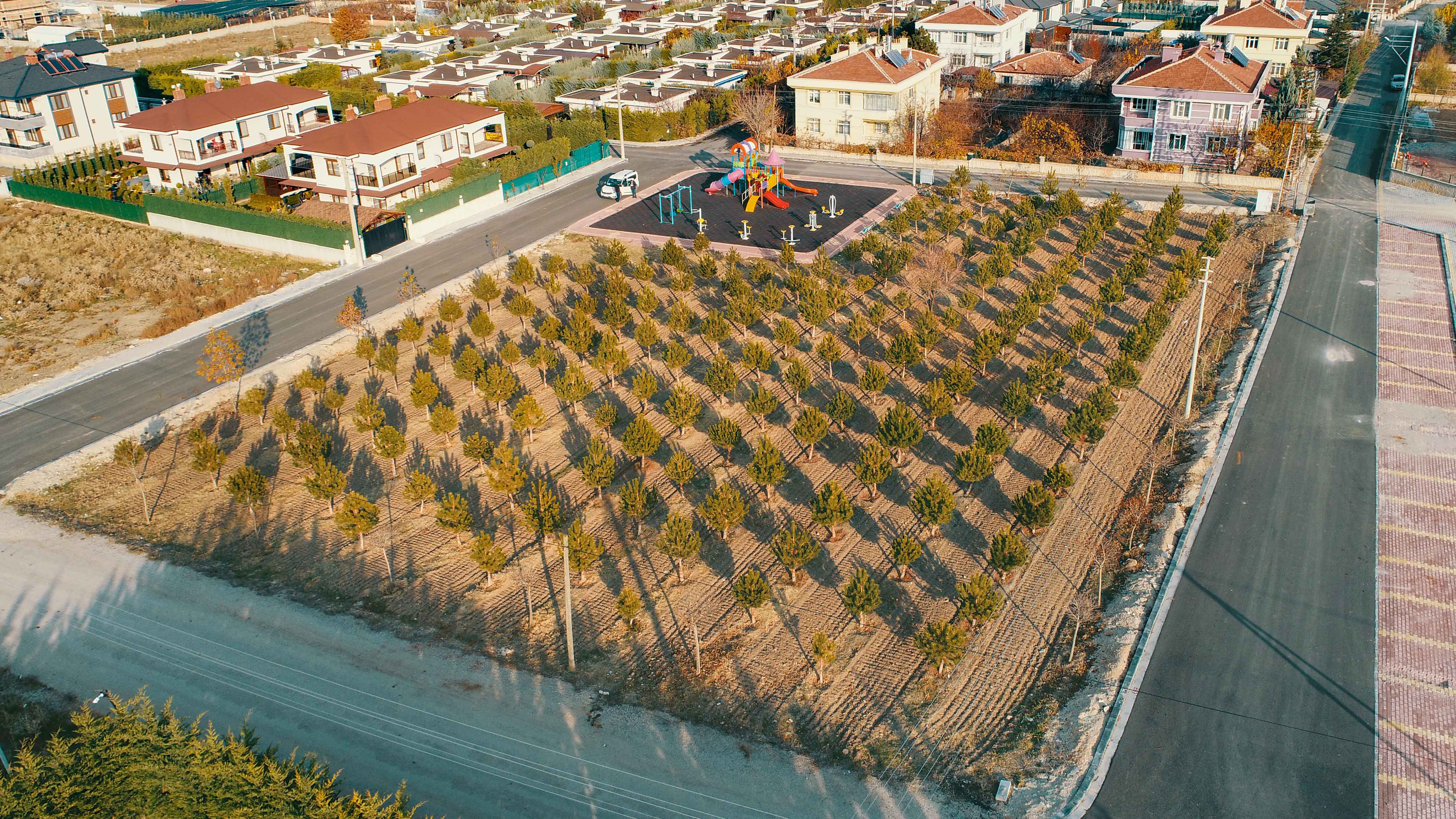 Her Üç Meramlıdan Birinin Artık Dikili Bir Ağacı Var