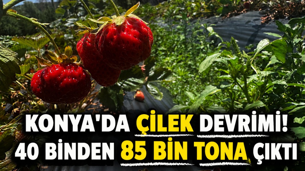 Konya’da çilek devrimi! 40 binden 85 bin tona çıktı
