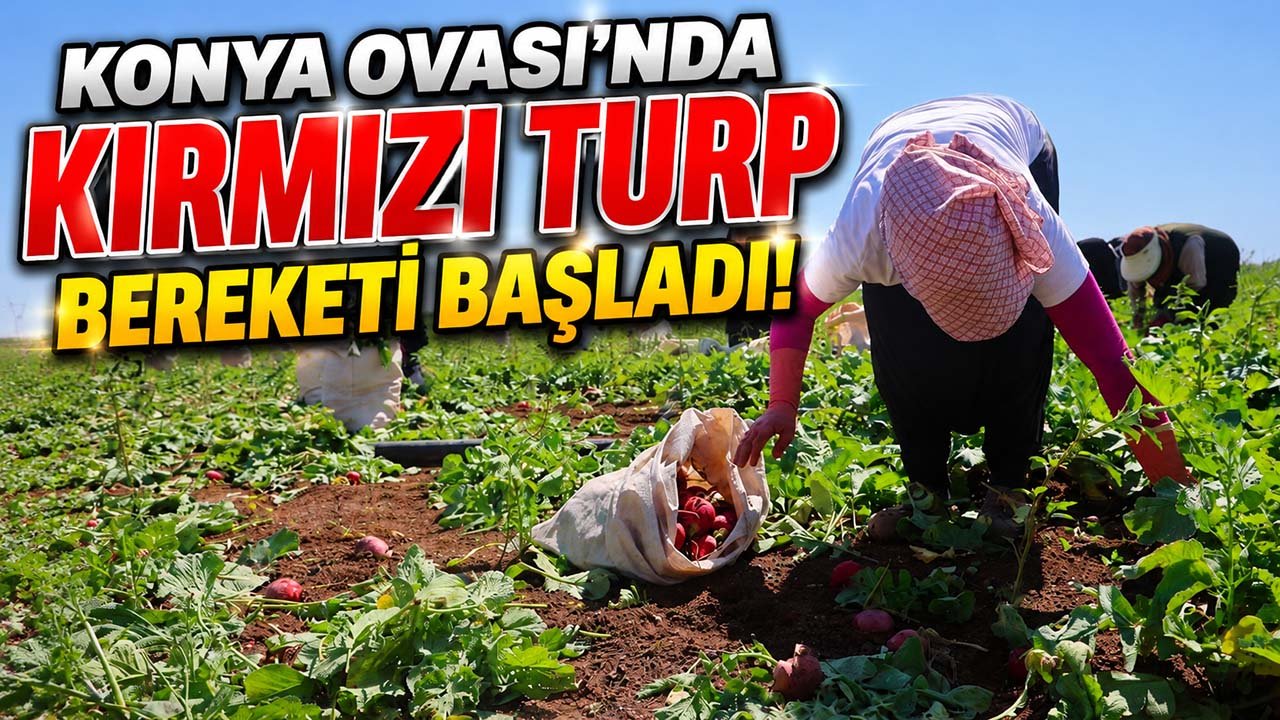 Konya Ovası’nda kırmızı turp bereketi başladı!