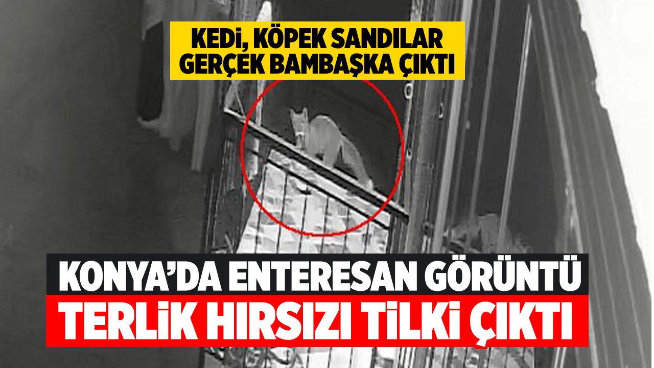 Kedi, köpek sandılar gerçek bambaşka çıktı! Konya'da şaşırtan görüntü