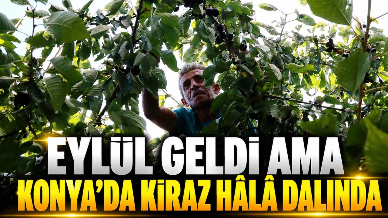 Eylül geldi ama Konya’da kiraz hâlâ dalında
