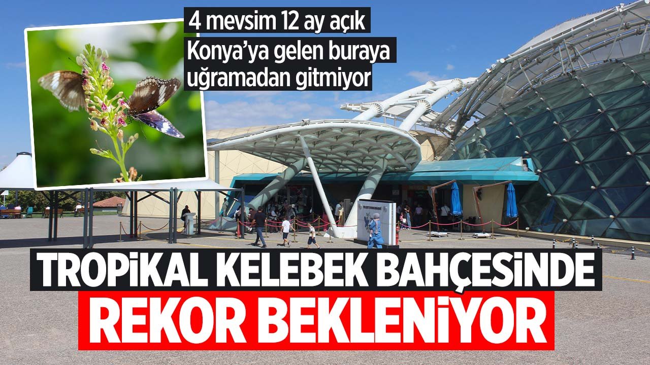 Konya'ya gelen turistler buraya uğramadan gitmiyor! Tropikal Kelebek Bahçesinde rekor beklentisi