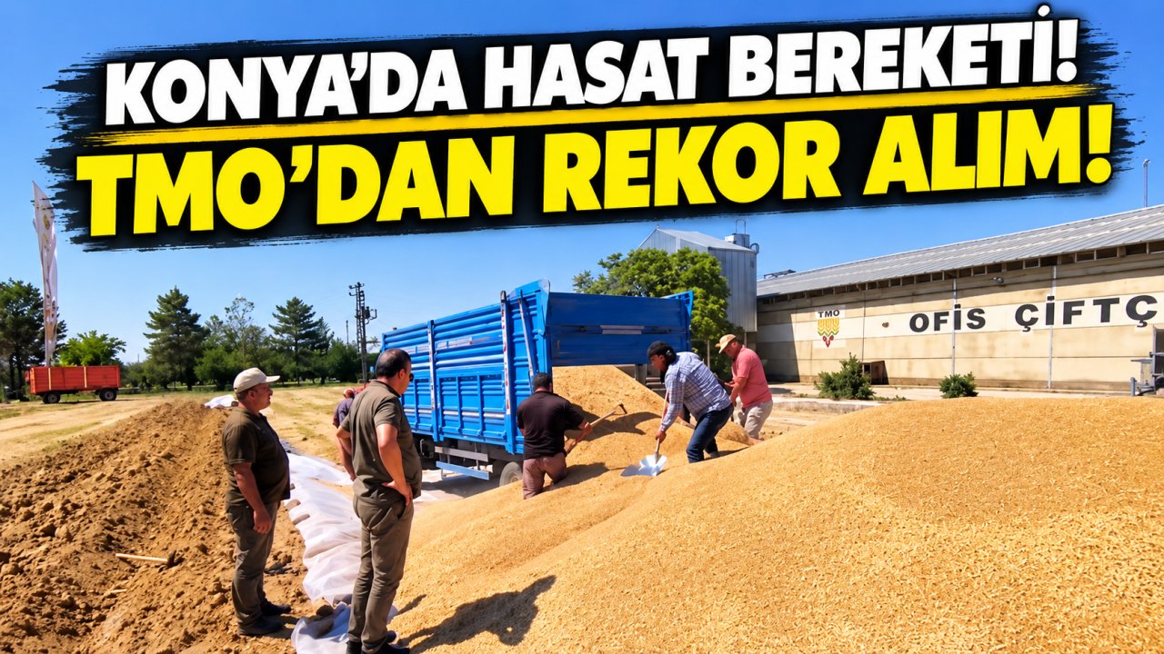 Konya’da hasat bereketi! TMO’dan rekor alım
