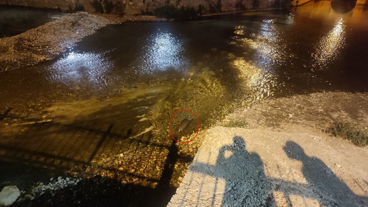 Konya’da su samuru sürprizi