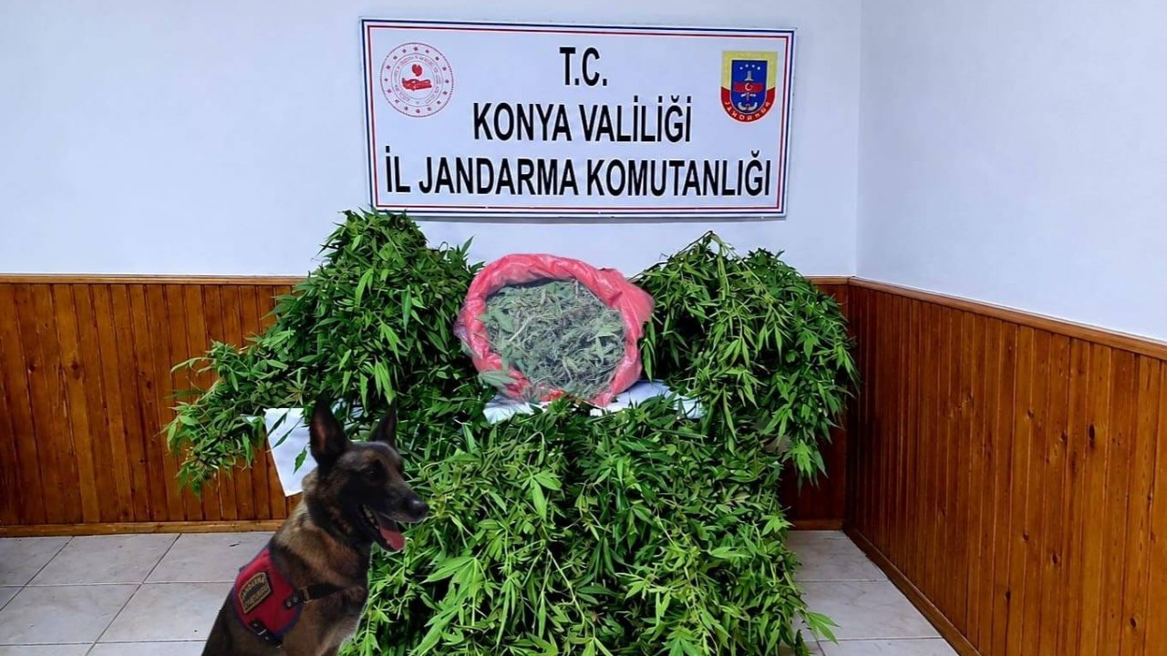 Konya’da depo görünümlü alana şok baskın! 35 kök kenevir ve 1,5 kilo esrar ele geçirildi