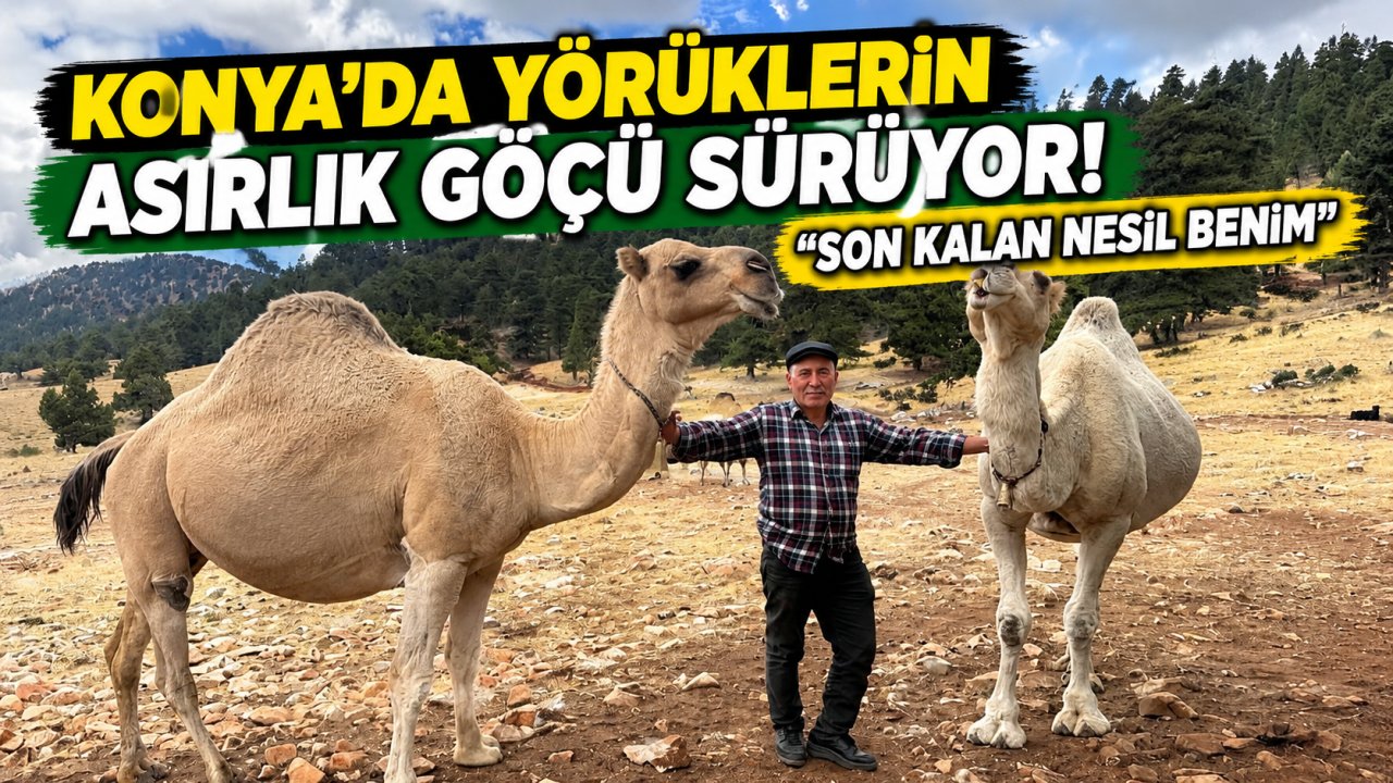 Konya’da yörüklerin asırlık göçü sürüyor! “Son kalan nesil benim”