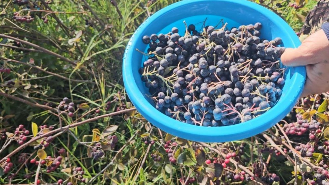 Konya’da tahıla alternatif oldu! Aronya bahçesinde hasat başladı