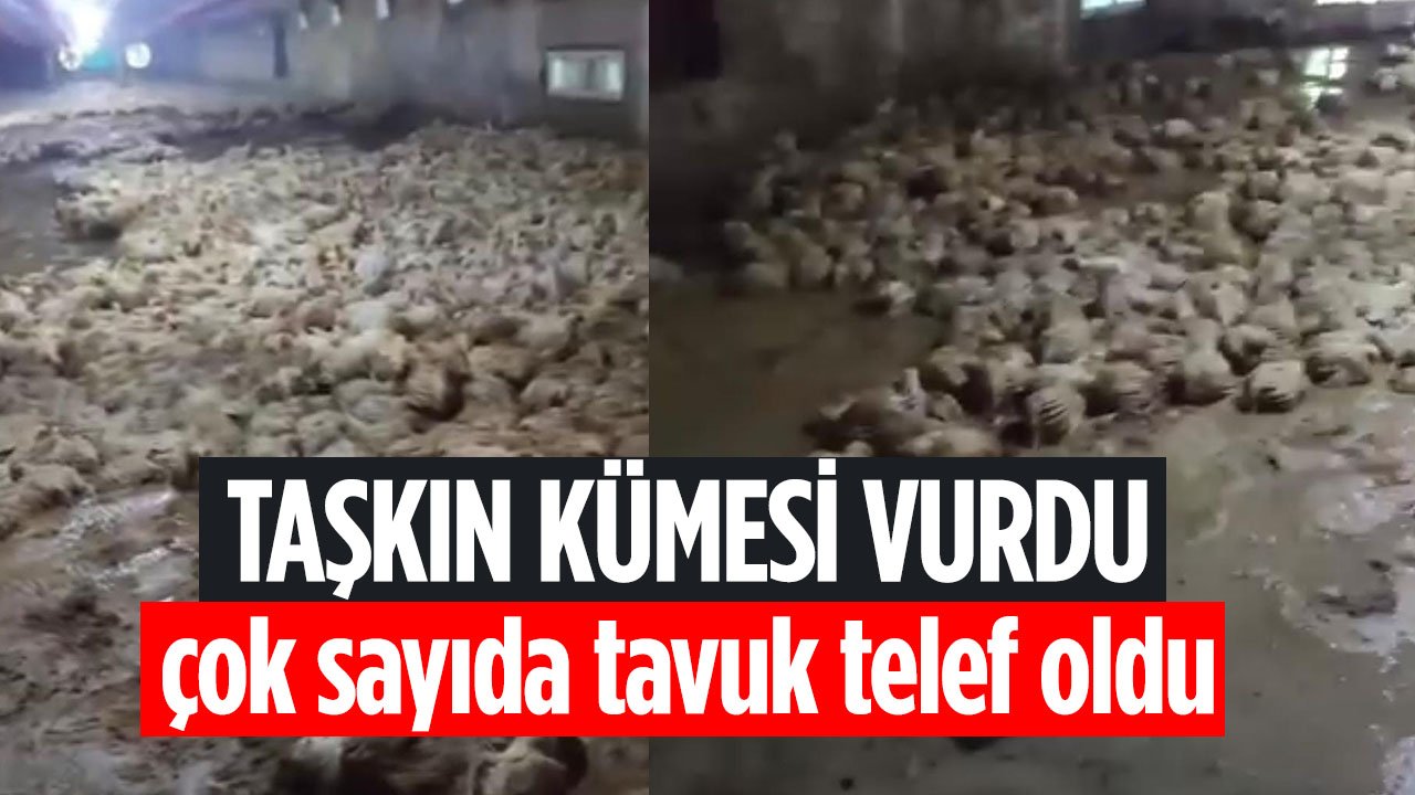 Sakarya'da etkili olan kuvvetli sağanak yağış kümesi vurdu, çok sayıda tavuk telef oldu