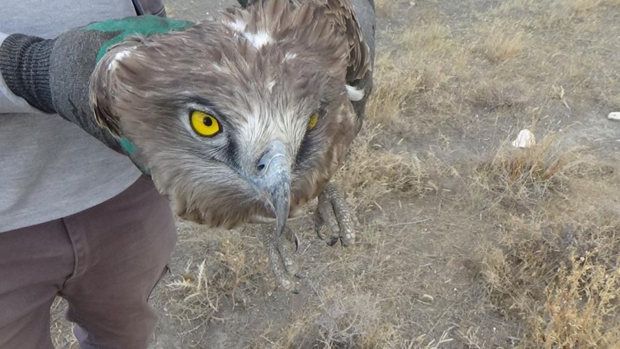 Konya’da yürek ısıtan olay! Yaralı yılan kartalına sahip çıktı