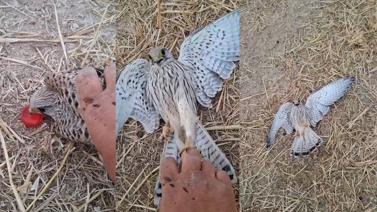 Konya'da bitkin düşen yavru kerkeneze su içirmeye çalıştı!
