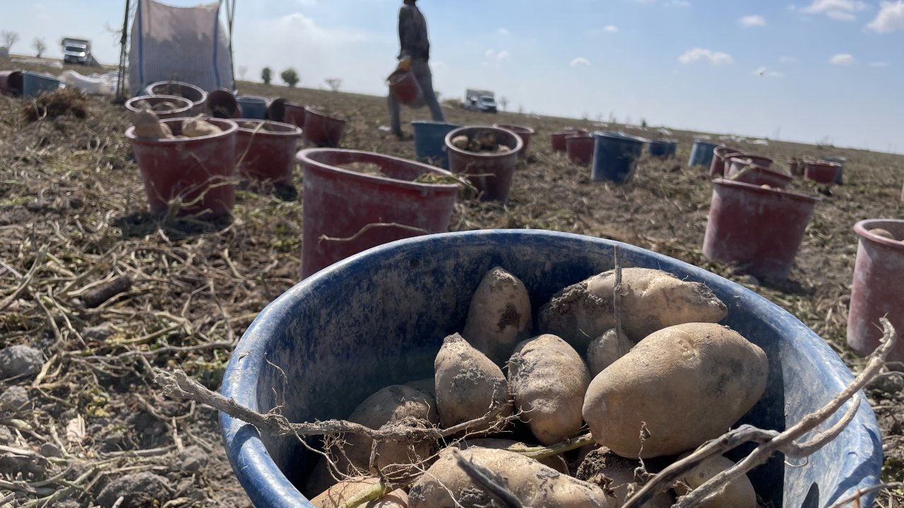 Konya, patates üretiminde zirveye oynuyor! Hedef yerli tohum