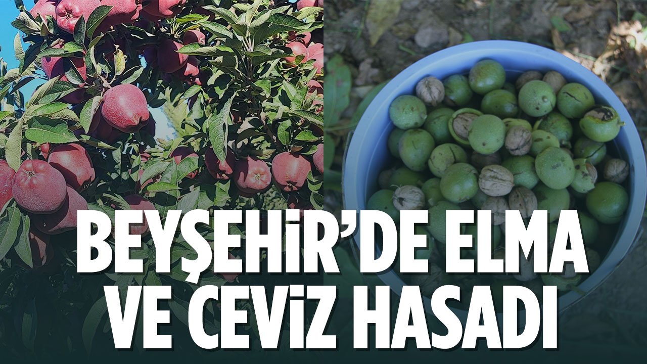 Beyşehir Gölyaka Mahallesi’nde bahçelerde elma ve ceviz hasadı
