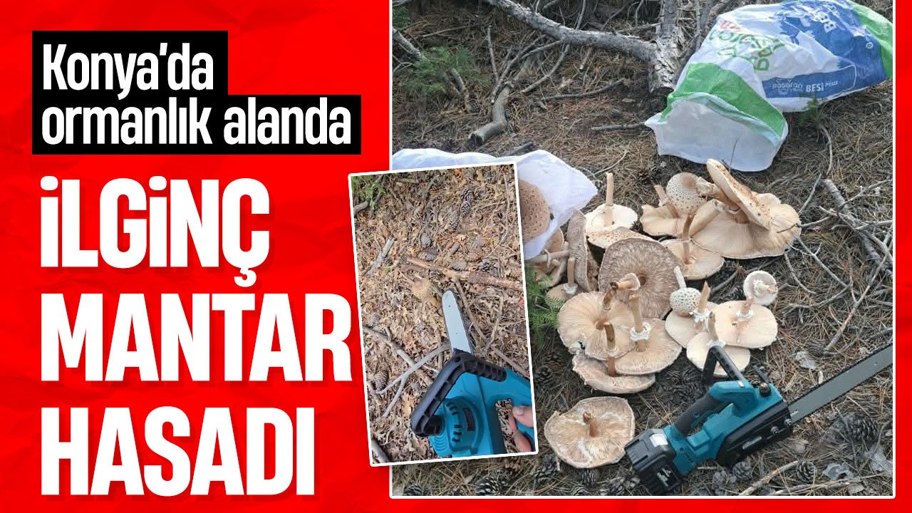 Konya'da yağışlar mantarın büyüklüğünü artırdı, mantar hasadı testereyle yapıldı
