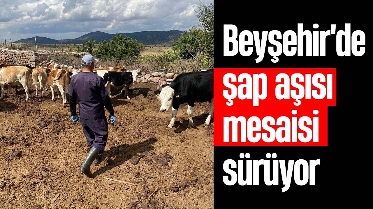 Beyşehir'de şap aşılama kampanyası devam ediyor