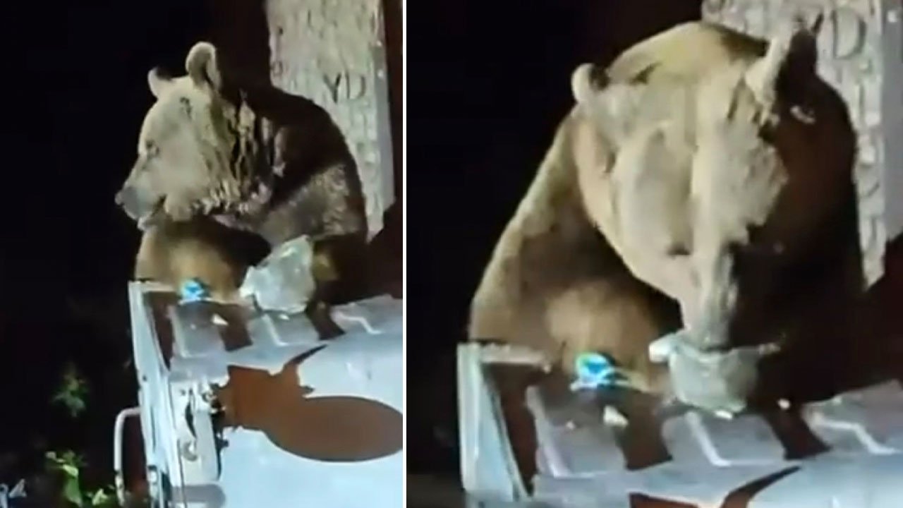 Aç kalan ayı çöp konteynerinde böyle yemek aradı