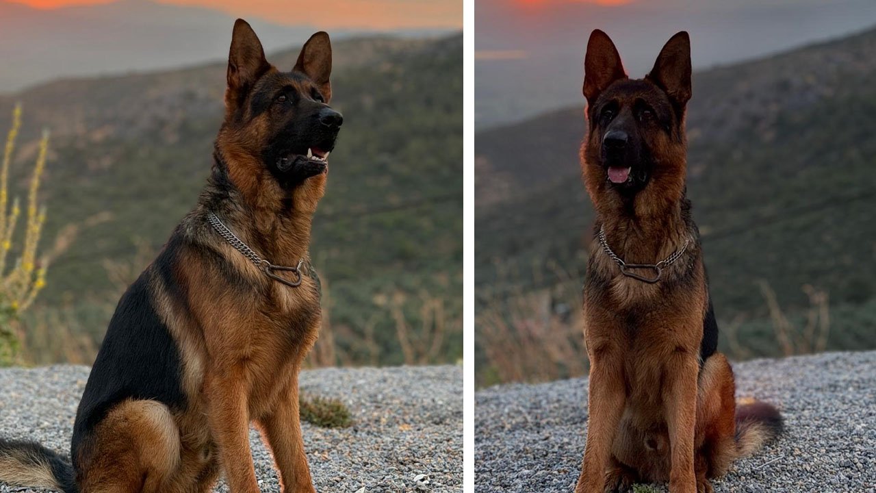 3 yaşındaki Alman kurdu kayıp! Bulana ödül verilecek
