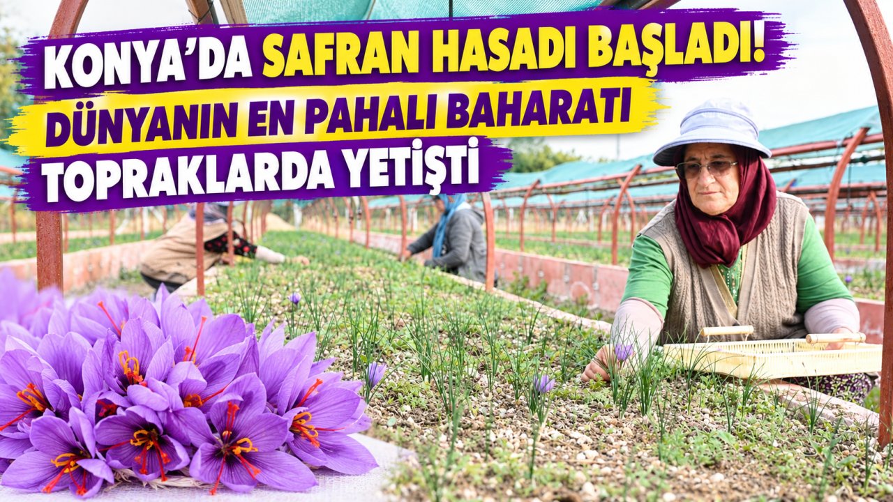 Konya’da safran hasadı başladı! Dünyanın en pahalı baharatı topraklarda yetişti