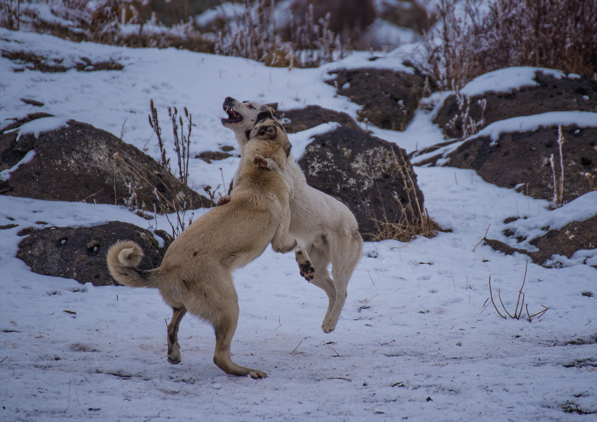 Ardahan'da kar, Erzurum ve Kars'ta soğuk hava etkili oluyor