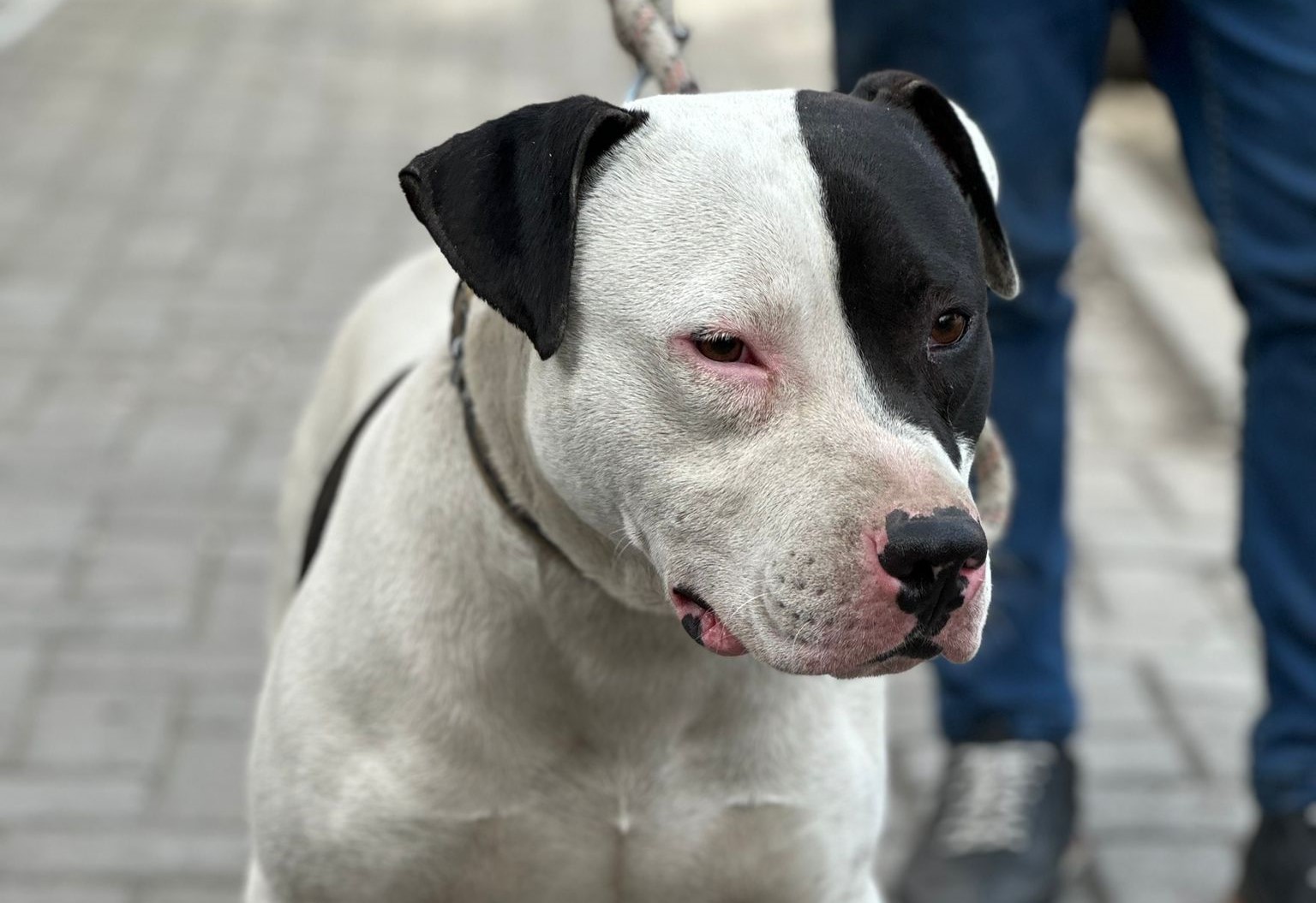 Yasaklı Irk Besleyen İki Kişiye 66 Bin 798 TL Ceza