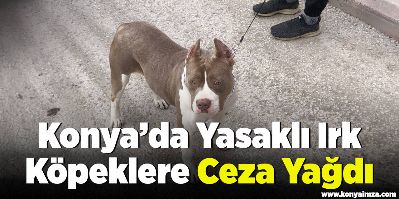 Konya’da Yasaklı Irk Köpeklere Ceza Yağdı!