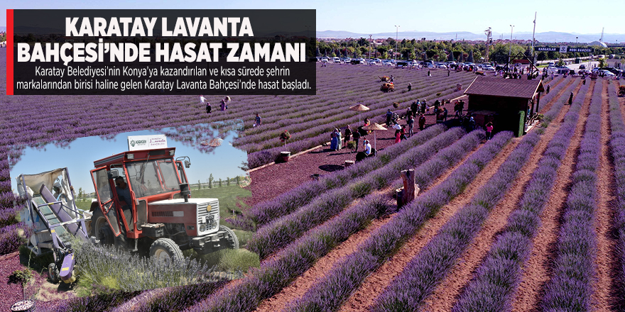 KARATAY LAVANTA BAHÇESİ’NDE HASAT ZAMANI