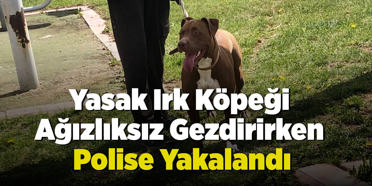 Yasak Irk Köpeği Ağızlıksız Gezdirirken Polise Yakalandı
