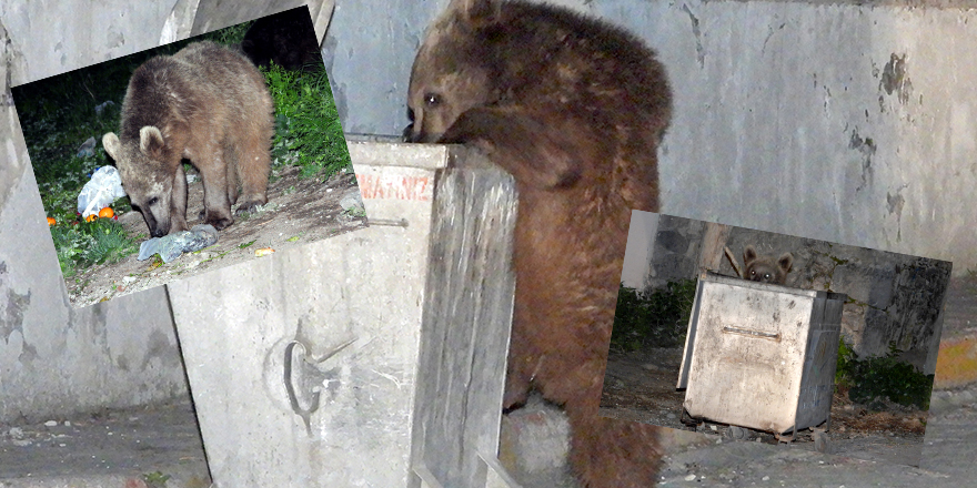 Merkez şehirlere bozayılar indi