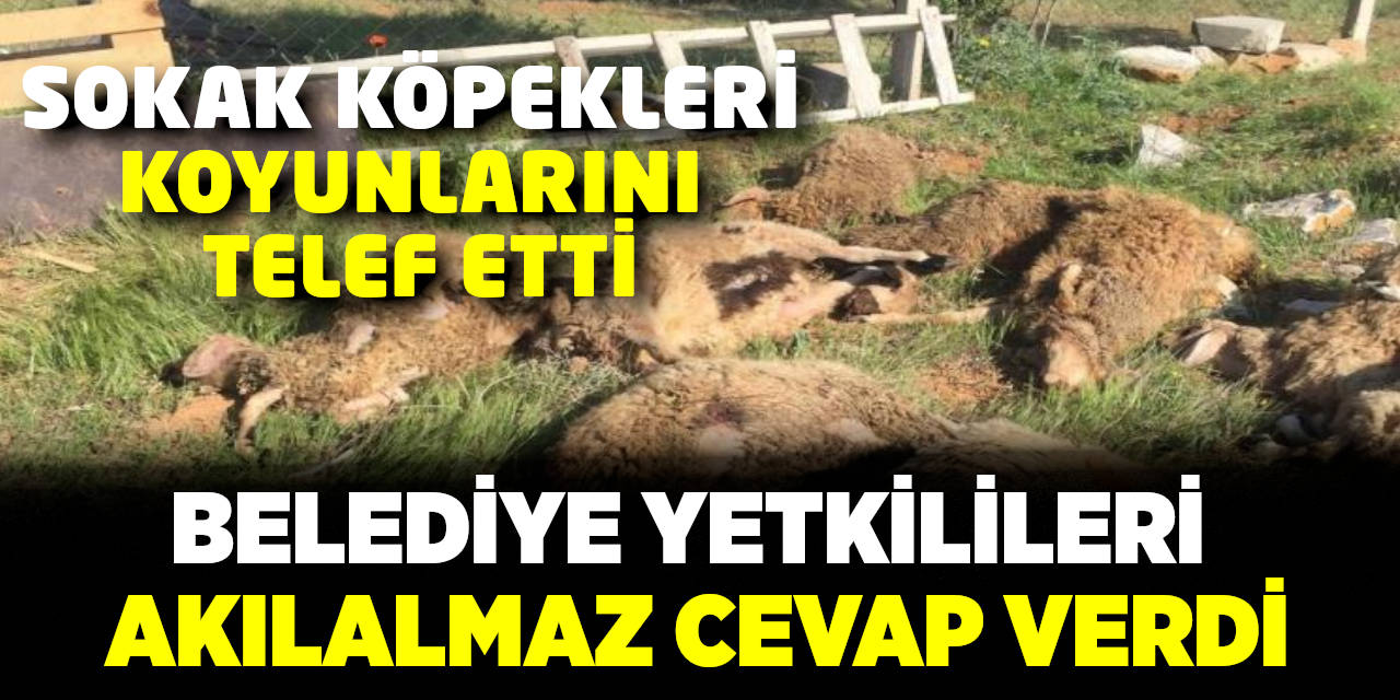 Sokak köpekleri koyunlarını telef etti belediye yetkilileri akıl almaz cevap verdi