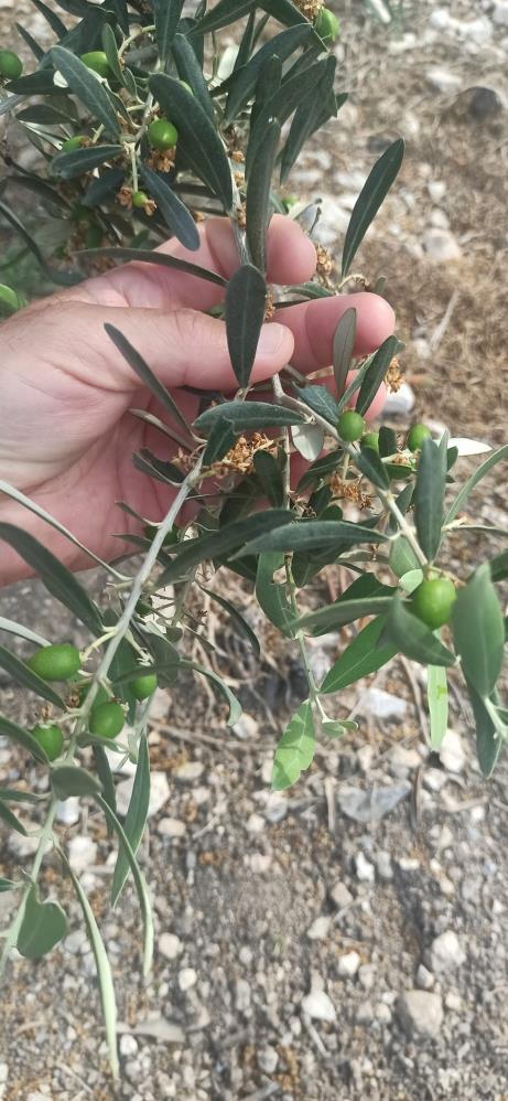 Zeytin bahçelerinde denetimler sürüyor